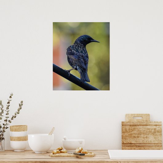 European Starling Poster (Keuken)