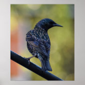 European Starling Poster (Voorkant)