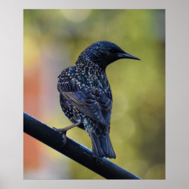 European Starling Poster