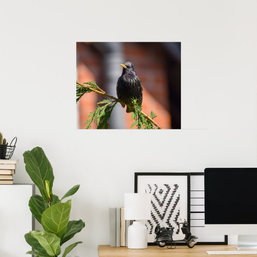 European Starling Poster (Thuiskantoor)