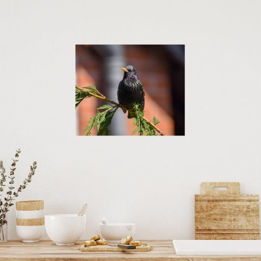 European Starling Poster (Keuken)