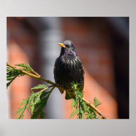 European Starling Poster
