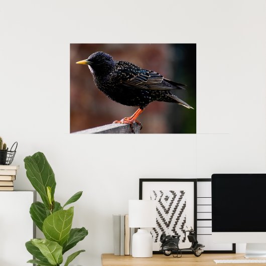 European Starling Poster (Thuiskantoor)