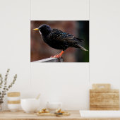 European Starling Poster (Keuken)