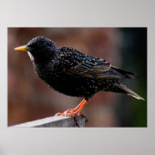 European Starling Poster (Voorkant)