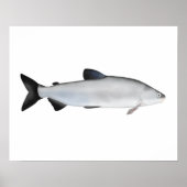 European Whitefish Poster (Voorkant)