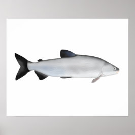 European Whitefish Poster