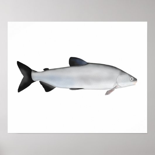 European Whitefish Poster (Voorkant)