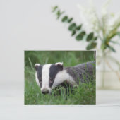 Europees Badger briefkaart (Staand voorkant)
