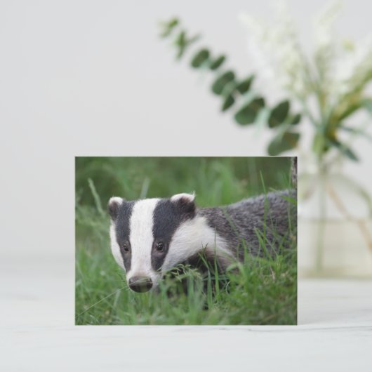 Europees Badger briefkaart (Staand voorkant)