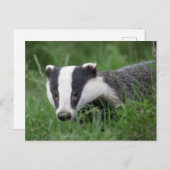 Europees Badger briefkaart (Voorkant / Achterkant)