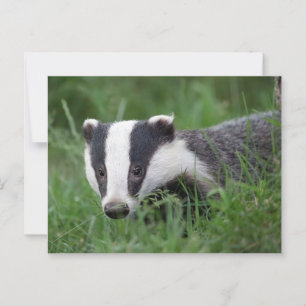 Europees Badger briefkaart