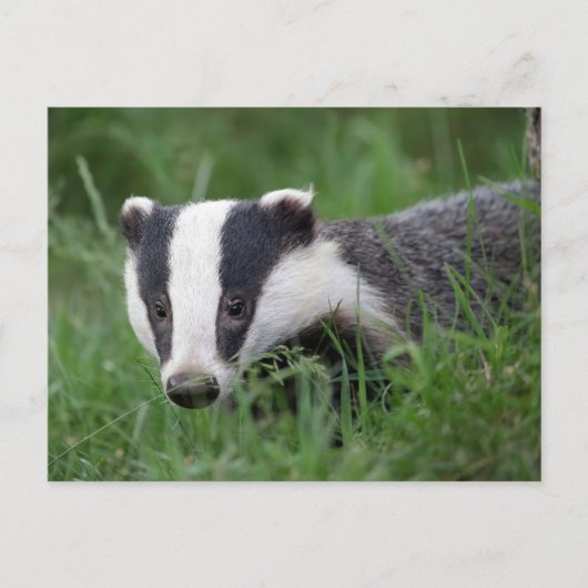 Europees Badger briefkaart (Voorkant)