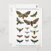 Europees Briefkaart Butterflies (Voorkant / Achterkant)