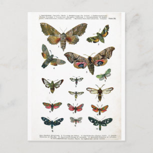 Europees Briefkaart Butterflies