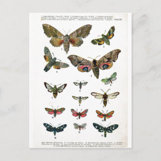 Europees Briefkaart Butterflies