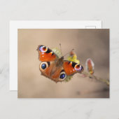 Europees briefkaart voor de vlindervlinder (Voorkant / Achterkant)