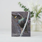 Europees Briefkaart voor Starling (Staand voorkant)