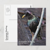 Europees Briefkaart voor Starling (Voorkant / Achterkant)