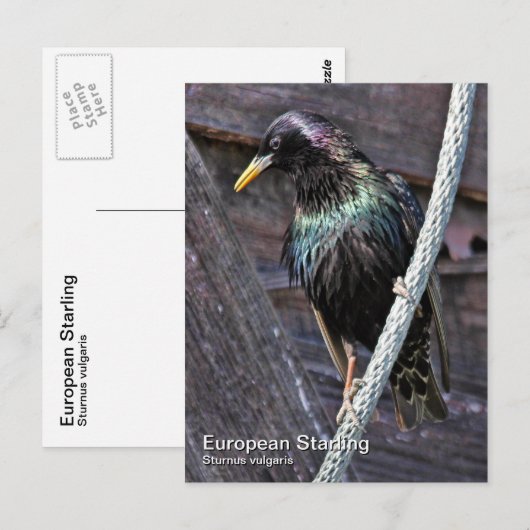 Europees Briefkaart voor Starling (Voorkant / Achterkant)