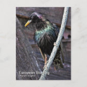 Europees Briefkaart voor Starling (Voorkant)