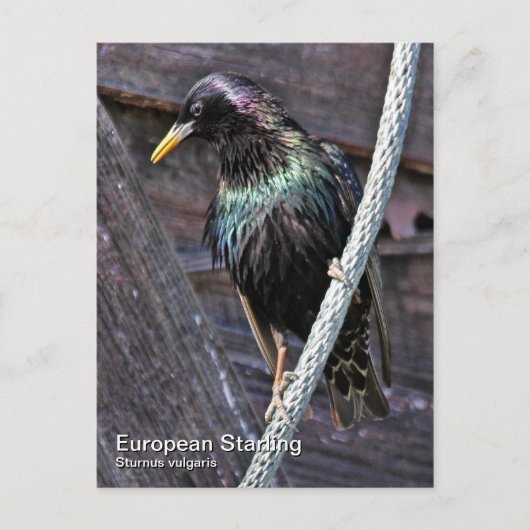 Europees Briefkaart voor Starling (Voorkant)