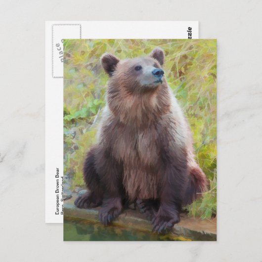Europees bruin Beer in het Bern Beer Park Briefkaart (Voorkant / Achterkant)