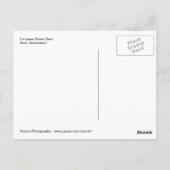 Europees bruin Beer in het Bern Beer Park Briefkaart (Achterkant)