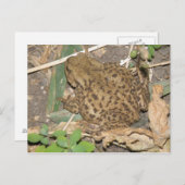 europees gemeenschappelijk Briefkaart voor paddens (Voorkant / Achterkant)