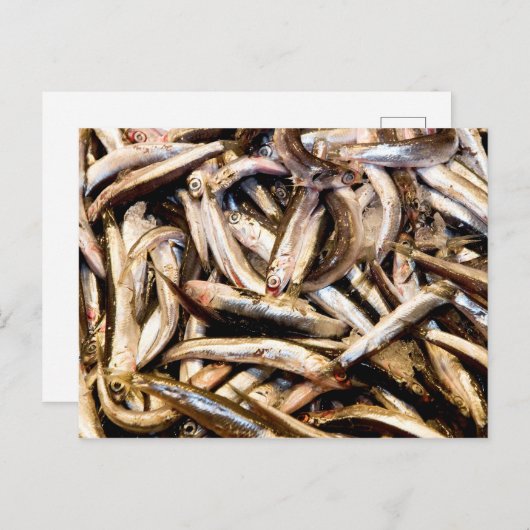 Europese ansjovis briefkaart (Voorkant / Achterkant)
