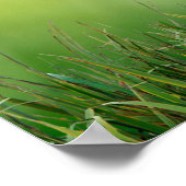 Europese bijeneter-kleurige vogel poster (Hoek)