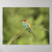 Europese boomgors poster (Voorkant)