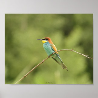 Europese boomgors poster