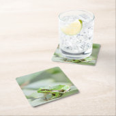 Europese boomkikker in groen onderzetter (Insitu)