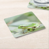 Europese boomkikker in groen onderzetter (Schuin)