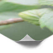 Europese boomkikker in groen poster (Hoek)