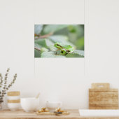 Europese boomkikker in groen poster (Keuken)