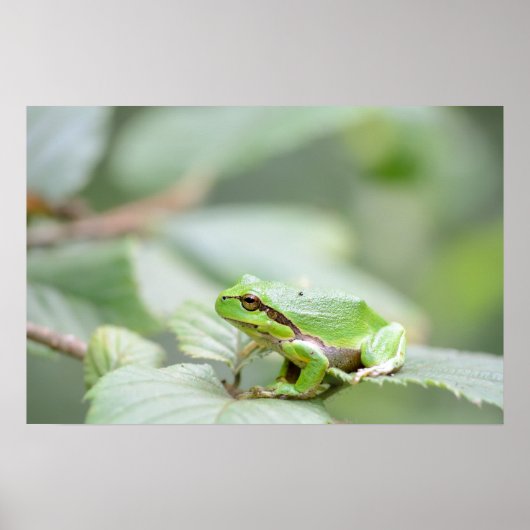 Europese boomkikker in groen poster (Voorkant)