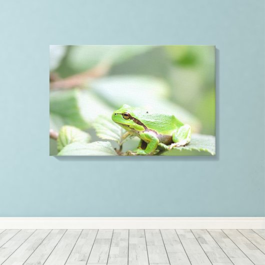 Europese boomkikker in groene canvas print (Insitu (Houten vloer))