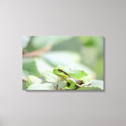 Europese boomkikker in groene canvas print (Voorkant)