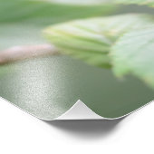 Europese boomkikker in groene fotoprint foto afdruk (Hoek)