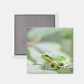 Europese boomkikker in groene magneet (Voorkant / Achterkant)