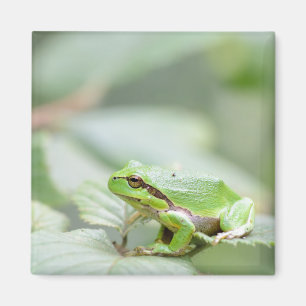 Europese boomkikker in groene magneet