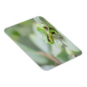 Europese boomkikker in groene rechthoekige magneet (Rechterzijde)