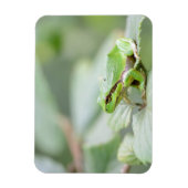 Europese boomkikker in groene rechthoekige magneet (Verticaal)