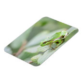 Europese boomkikker in groene rechthoekige magneet (Linkerzijde)