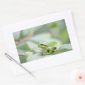 Europese boomkikker in groene rechthoekige sticker (Envelop)