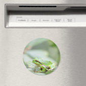 Europese boomkikker in groene ronde magneet (Insitu (Vaatwasser))