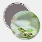 Europese boomkikker in groene ronde magneet (Voorkant / Achterkant)