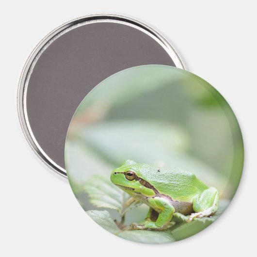Europese boomkikker in groene ronde magneet (Voorkant / Achterkant)